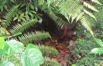 Flora in UdaKiruwa