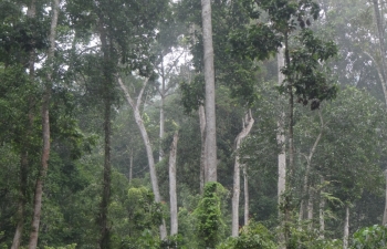 Forest scene at UdaKiruwa