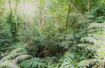 Uda Kiruwa -a forest scene