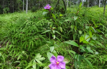 Wild flowers in bloom