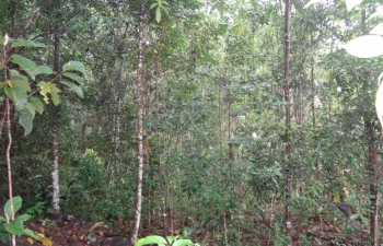 Ambelegedera forest