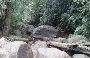 A forest scene at Hinniduma