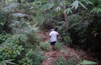 A trustee walking down the forest path