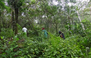 A walk through the forest