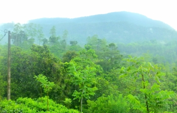 Ambelegedera ,other section of the forest