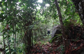 Baddegama Forest scene (2)