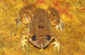 Lankanectes corrugatus