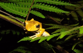 Polypedates cruciger