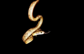 Sri Lanka Cat Snakes (Boiga ceylonensis)